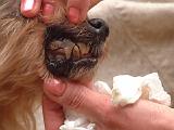BROSSAGE DENTS 048